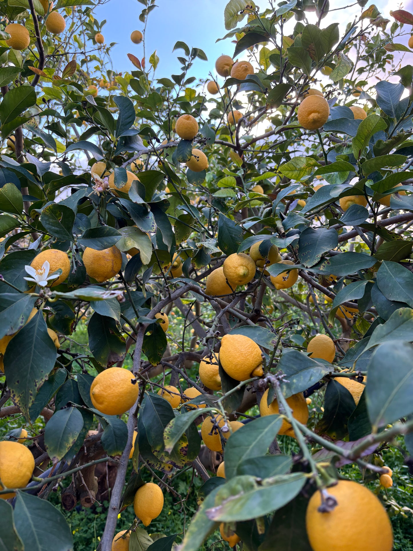 Sicilian Lemons 14 kg