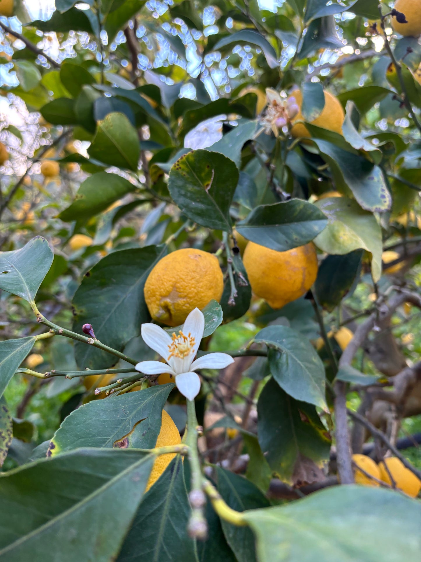 Sicilian Lemons 14 kg