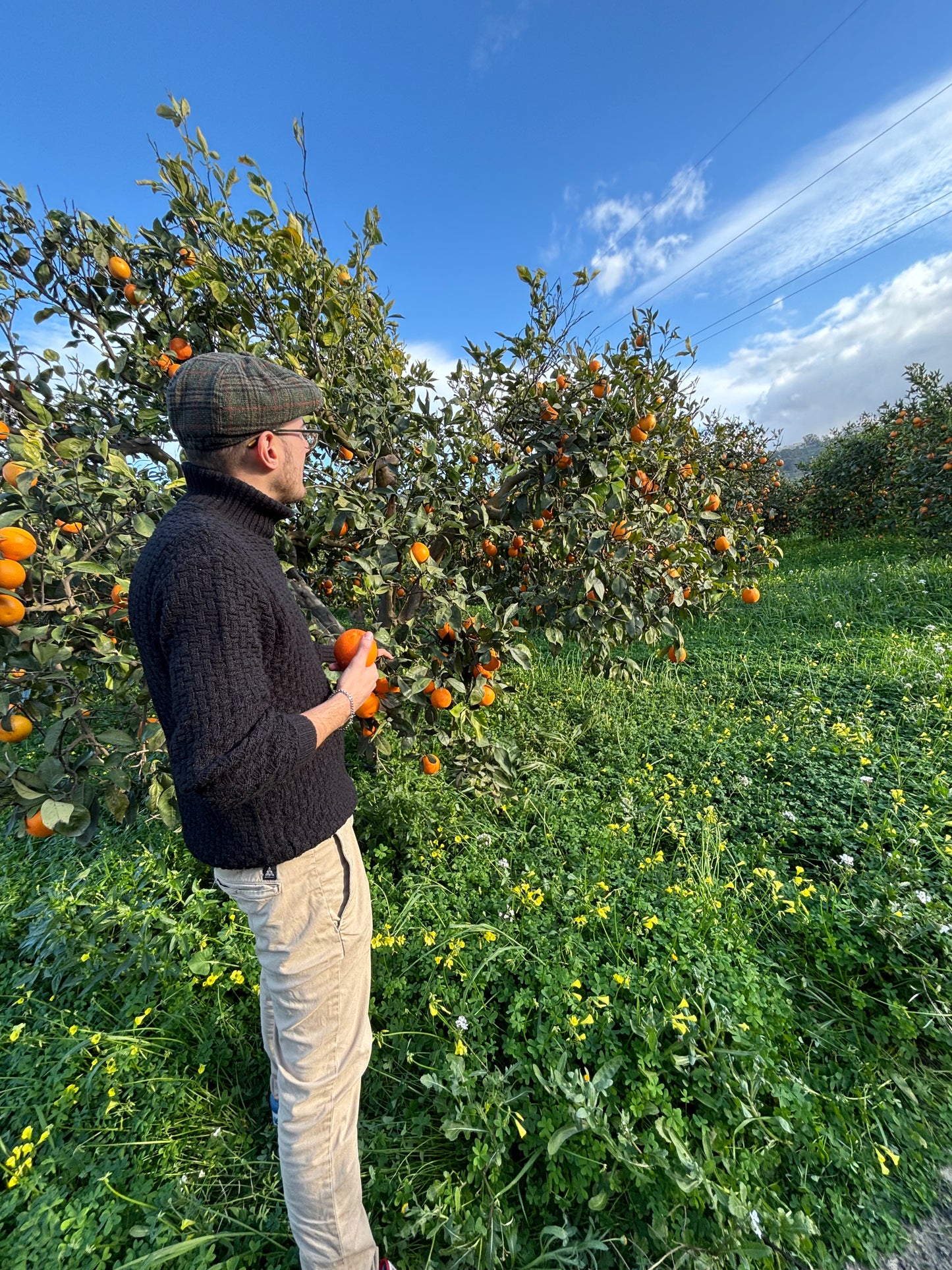 ARANCE TAROCCO - L’arancia Rossa di Sicilia 🍊