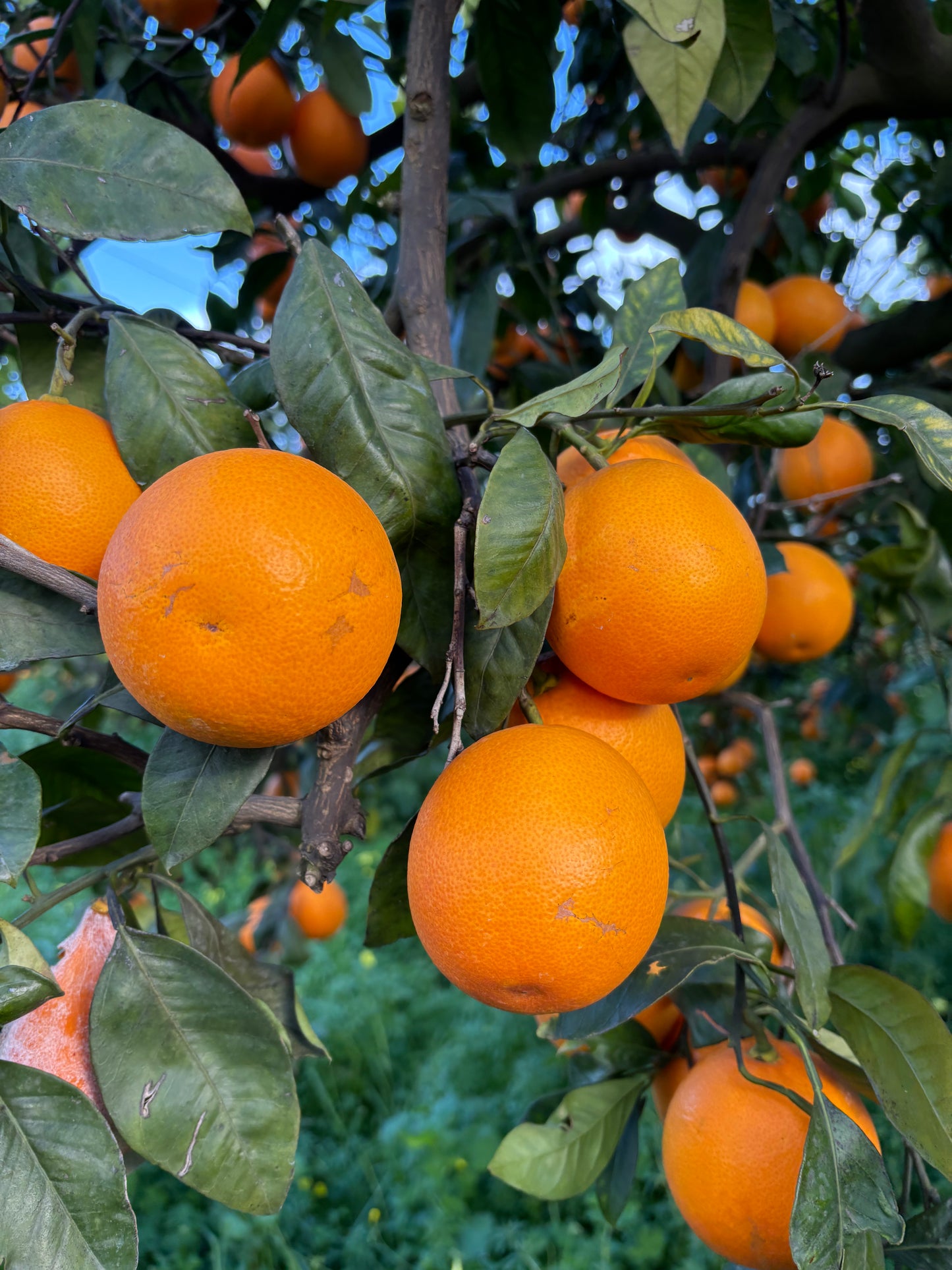 ARANCE TAROCCO - L’arancia Rossa di Sicilia 🍊