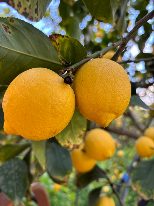 Sicilian Lemons 14 kg