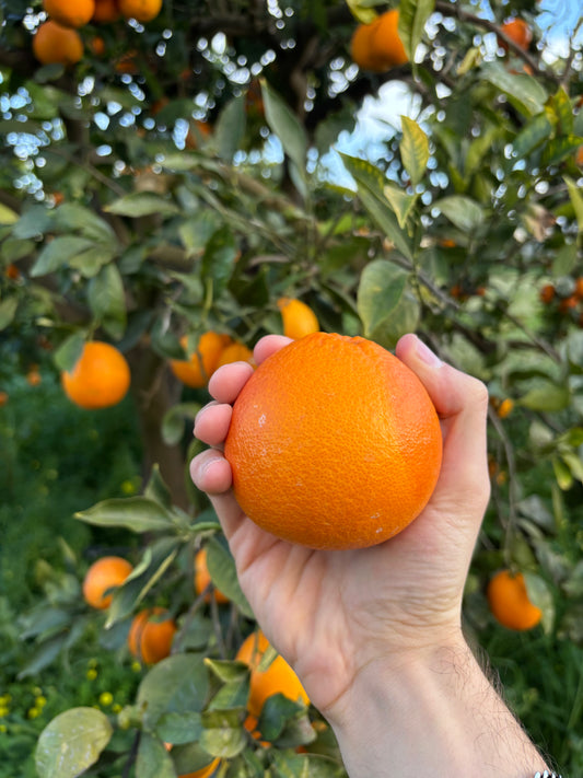 ARANCE TAROCCO - L’arancia Rossa di Sicilia 🍊