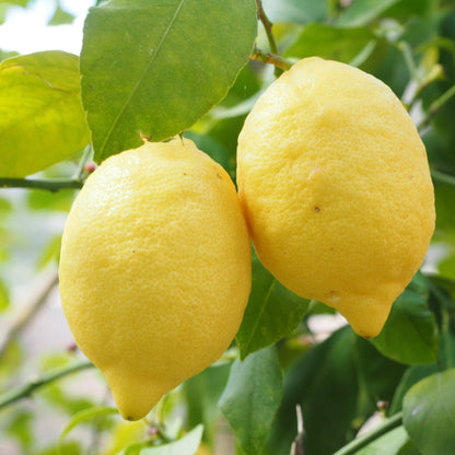 Sicilian Lemons 14 kg